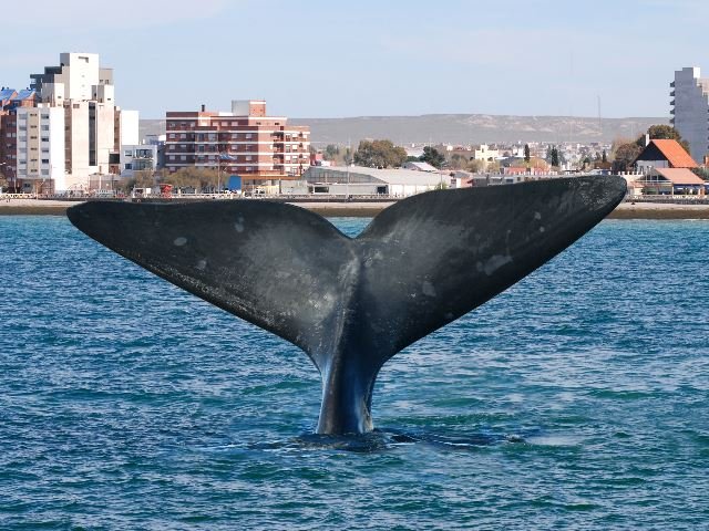 Puerto Madryn