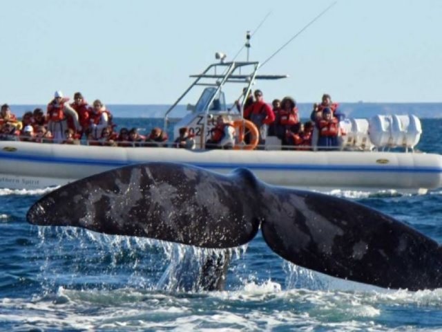 Día 2: Puerto Madryn