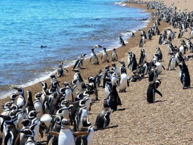 Día 3: Puerto Madryn