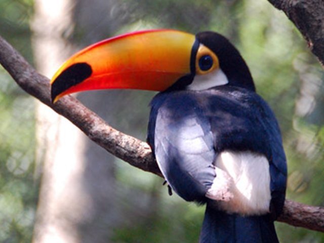 Tucanes, vista de aves en Puerto Iguazu