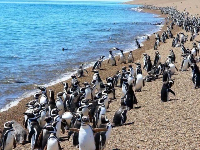 Península Valdés, una fantasía real