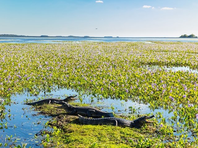 Rewilding Argentina, más de una década cuidando el medioambiente