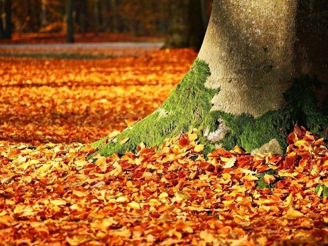 Baños de bosques, la nueva tendencia