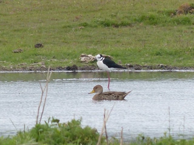 Birdwatching