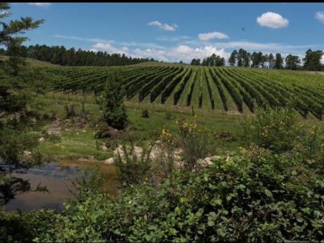 Vinos de Córdoba