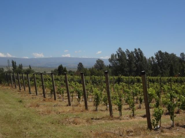 Wine Tour Calamuchita