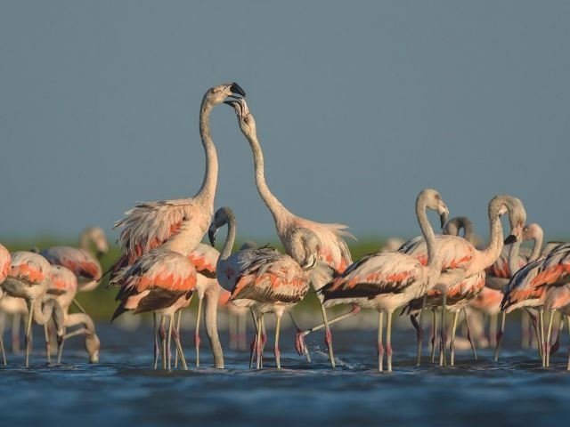 Safari al Mar de Ansenuza
