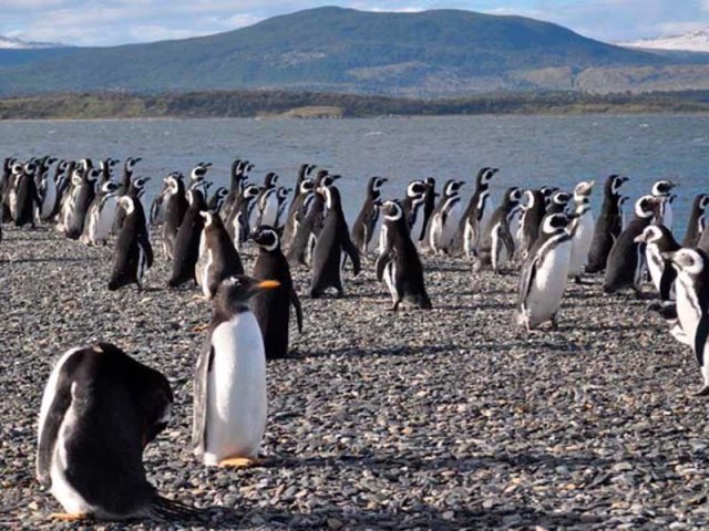 Combinada Pinguinera y Estancia Harberton