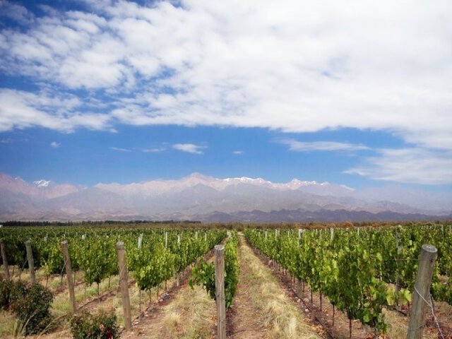 Experiencia de Vinos Gourmet