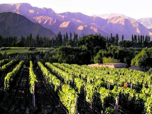 Cafayate